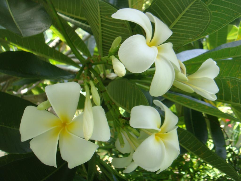 Baan Kuasakul Resort Mae Nam Buitenkant foto